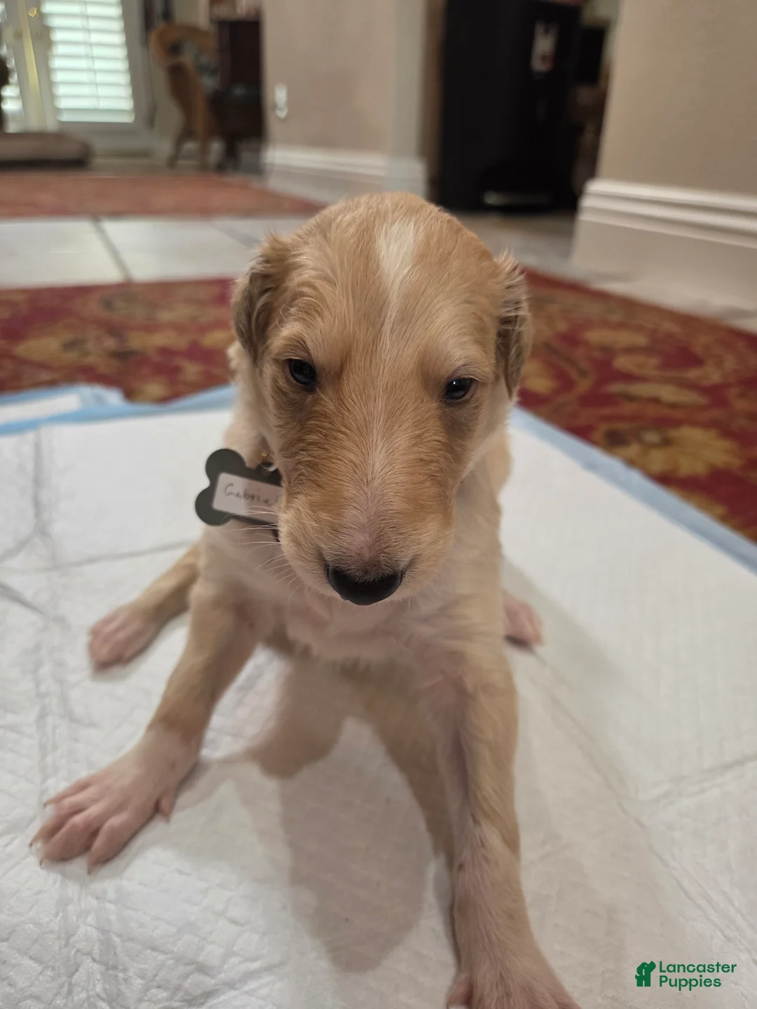 Borzoi dogs for sale: Gabriel - Ad 1