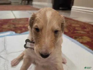 Borzoi dogs for sale: Gabriel - Ad 1