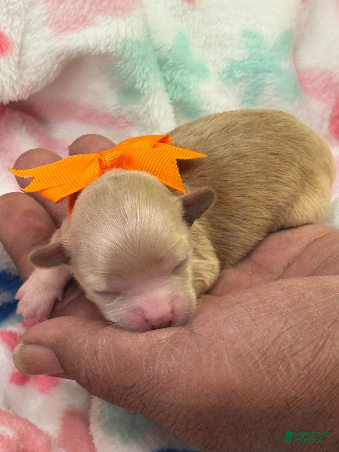 Shihpoo dogs for sale: Shihpoo Puppy 3 orange  - Ad 2