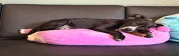 Mixed Breed dogs for sale: Sarper - Ad 4
