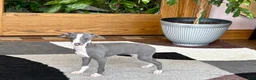 Italian Greyhound dogs for sale: Italian Greyhound 3 blue girl  - Ad 13
