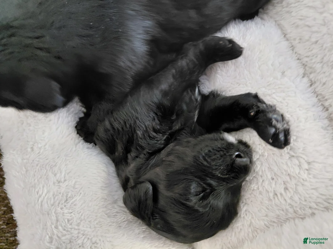 Mini Goldendoodle dogs for sale: Mini-Goldendoodle Puppy 2 - Ad 5