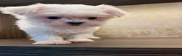 Maltese dogs for sale: Annie - Ad 6