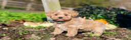 Maltipoo dogs for sale: Weston - Ad 2