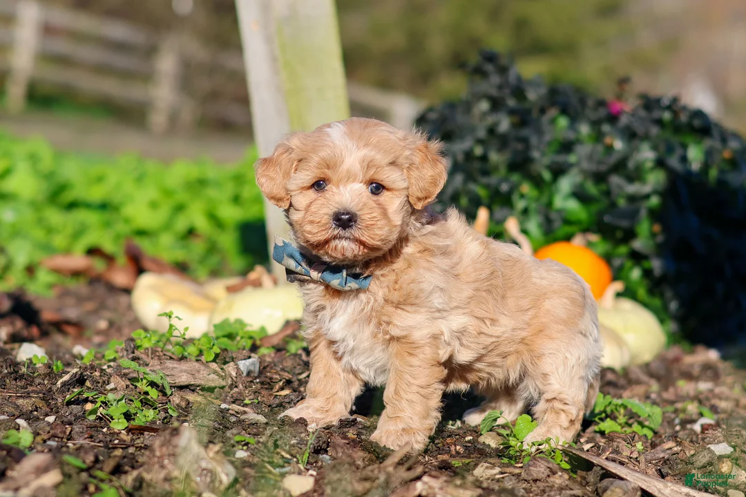 Maltipoo dogs for sale: Weston - Ad 2