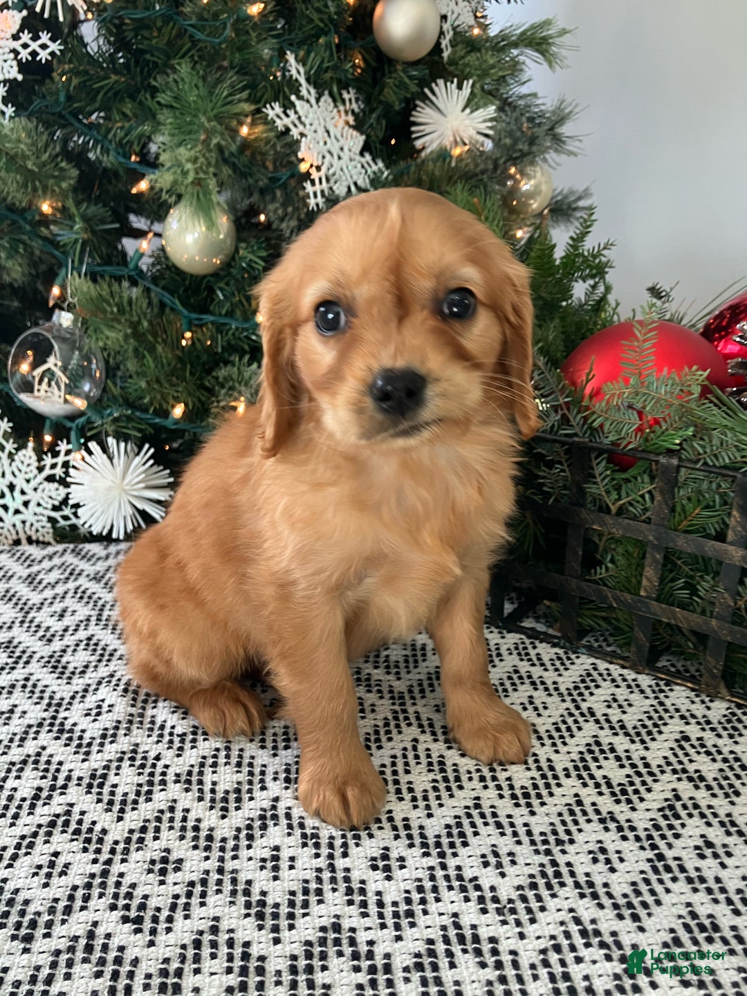 Miniature Golden Retriever dogs for sale: Louie - Ad 2