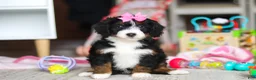 Mini Bernedoodle dogs for sale: Sky - Ad 3