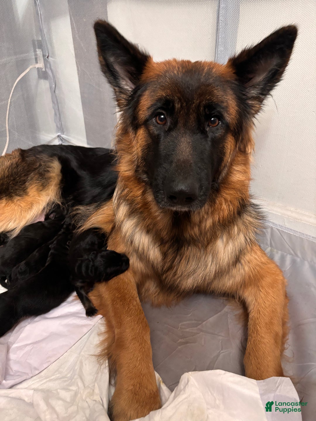 German Shepherd dogs for sale: Liv - Ad 3