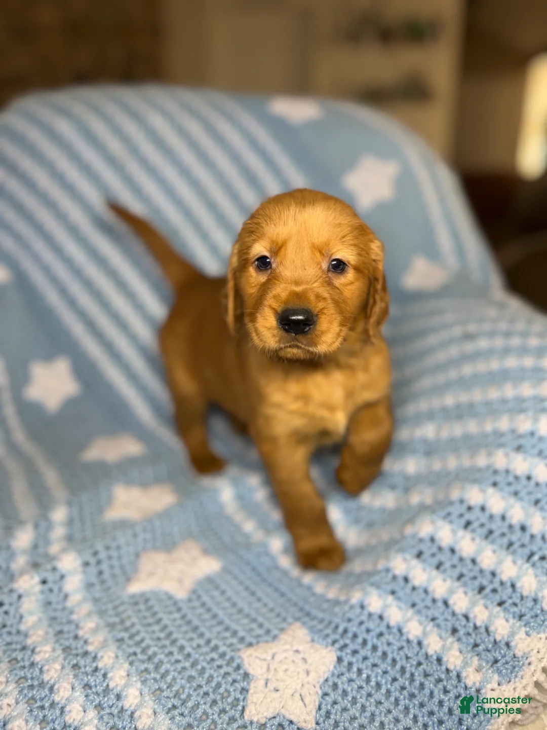 Golden Retriever dogs for sale: Golden Retriever Puppy 1 - Ad 2