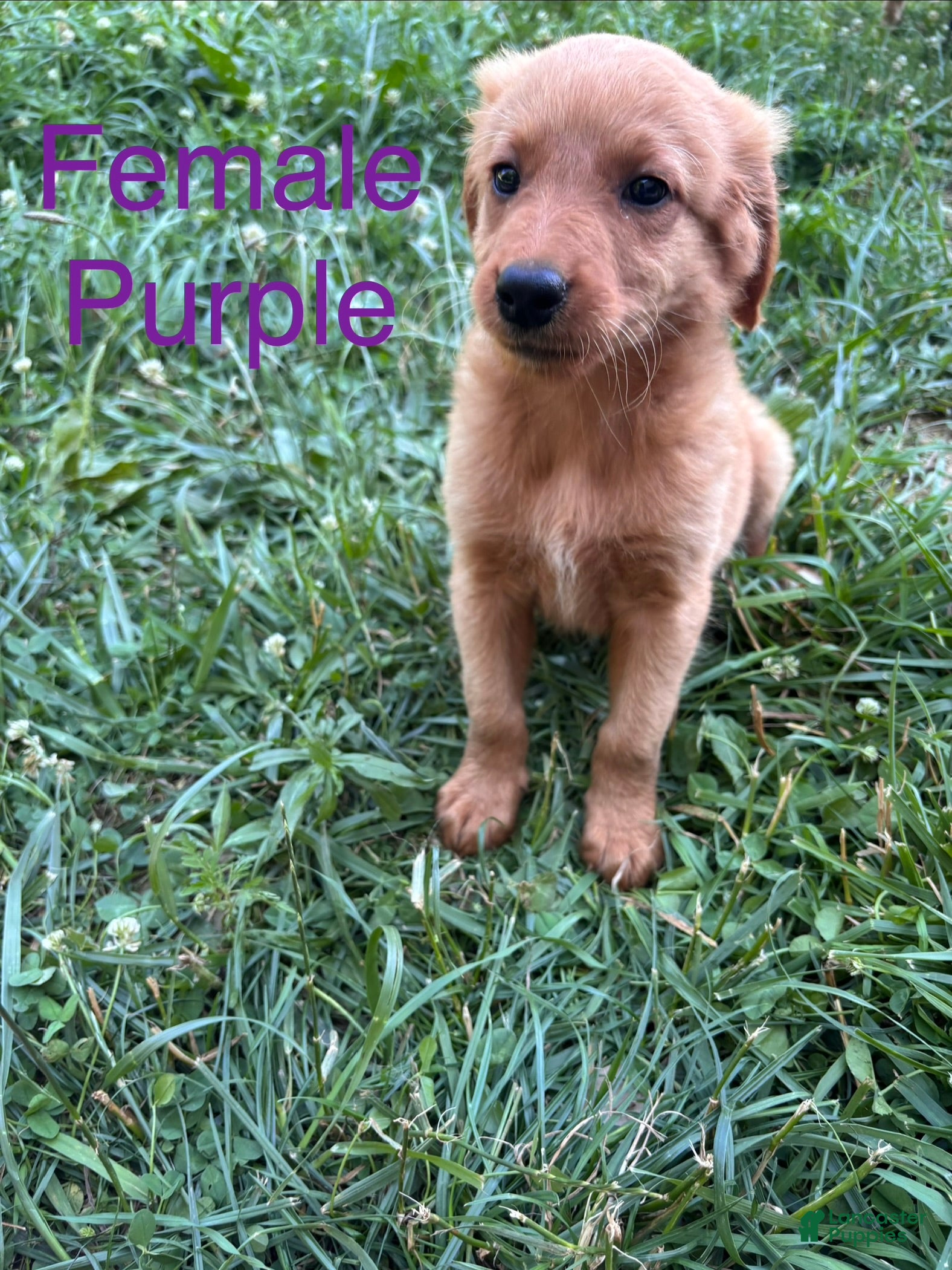Bernedoodle dogs Bernedoodle Puppy 5 - Ad 1