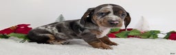 Miniature Dachshund dogs for sale: Xander  - Ad 6