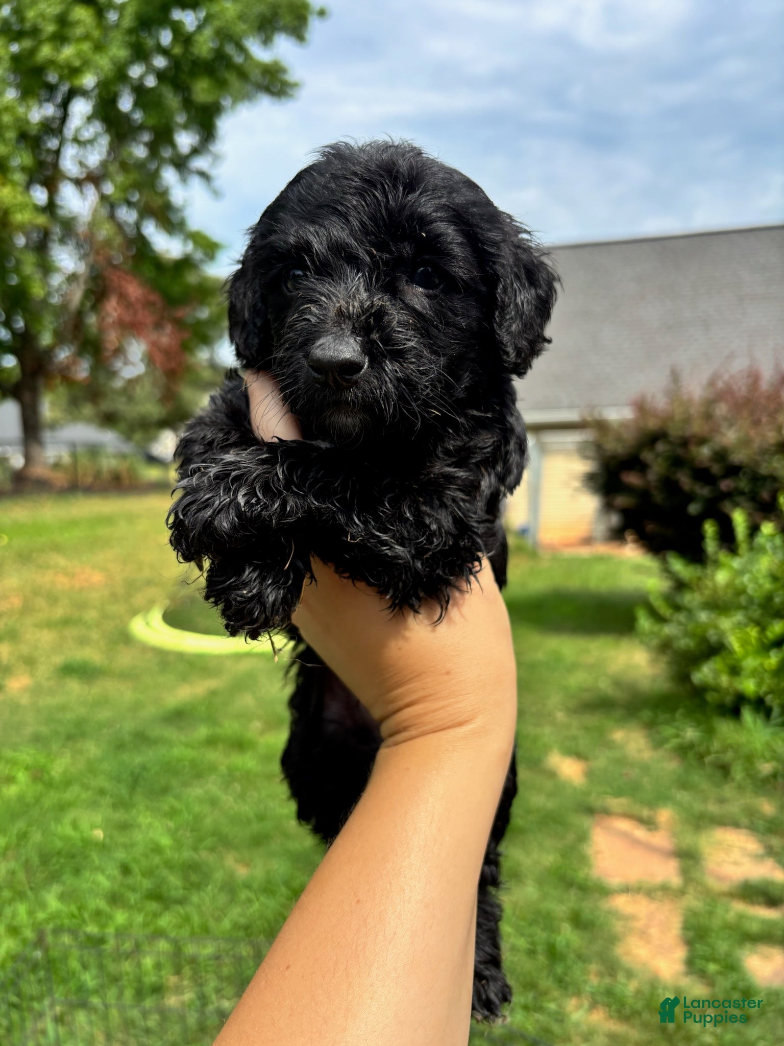 Mini Goldendoodle dogs Boy - Ad 2