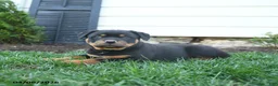 Rottweiler dogs for sale: Charlie Brown - Ad 4
