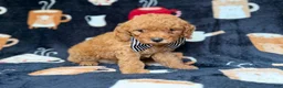 Cavapoo dogs for sale: Lance - Ad 7