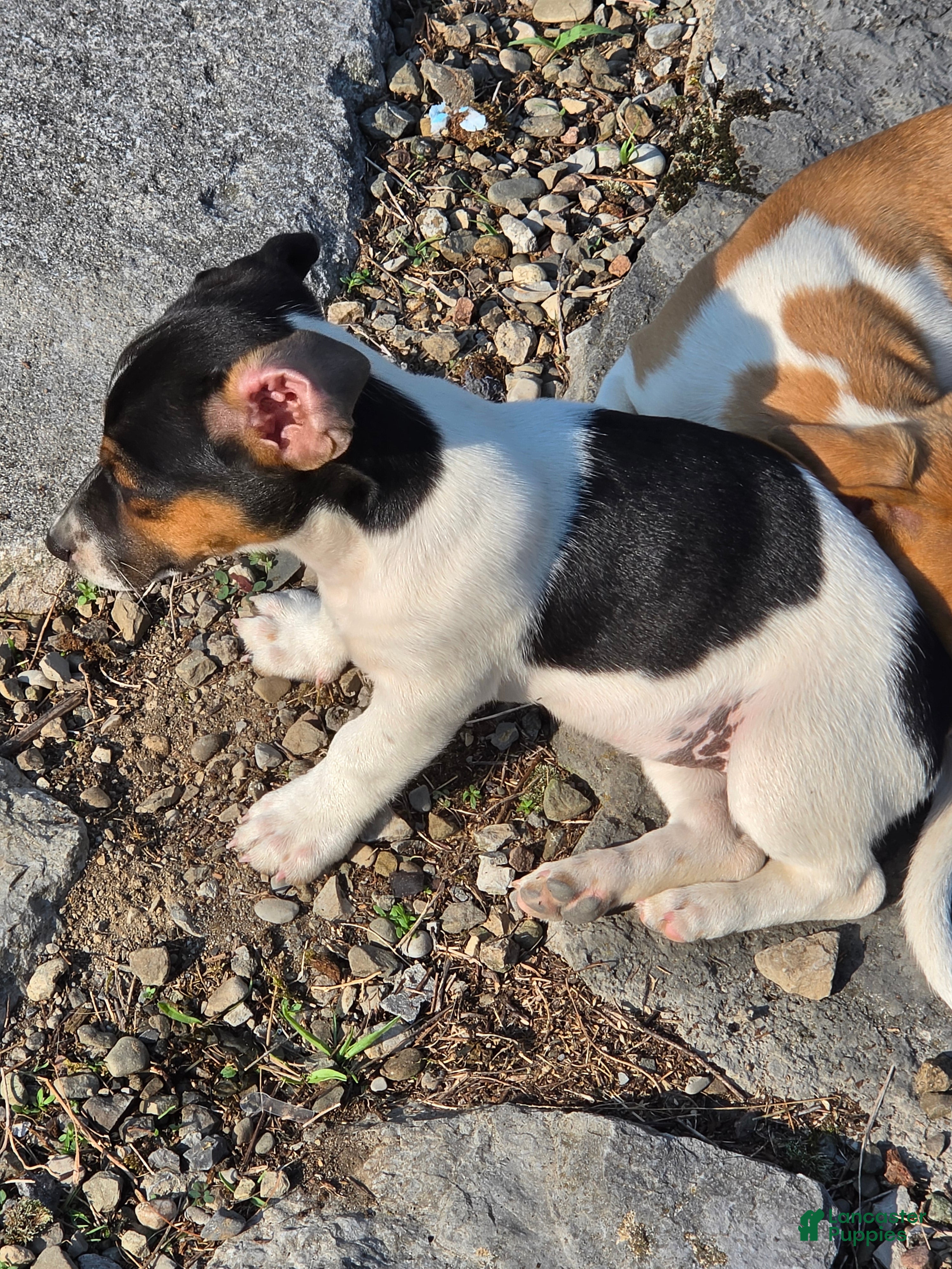 Jack Russell Terrier dogs Jack Russell Terrier 4 - Ad 1