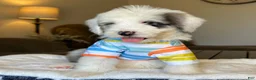 Sheepadoodle dogs for sale: Wrangler - Ad 3