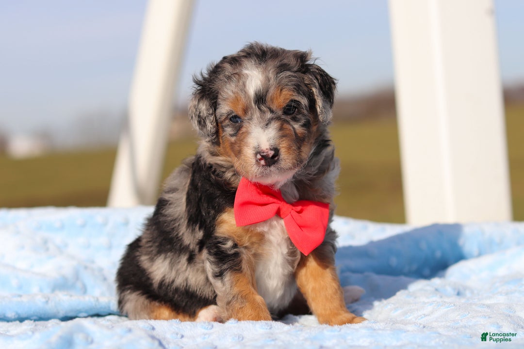 Mini Bernedoodle dogs for sale: Edison - Ad 2