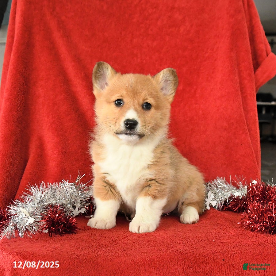 Welsh Corgi Pembroke dogs Jingle  - Ad 4