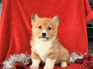 Welsh Corgi Pembroke dogs Jingle - Ad 10