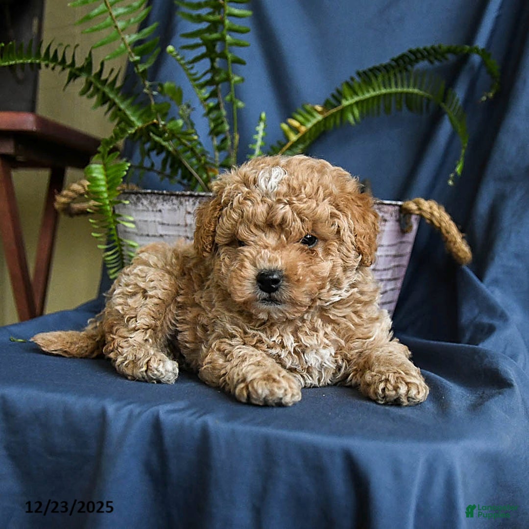 Maltipoo dogs for sale: Caramel - Ad 3