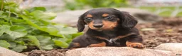 Miniature Dachshund dogs for sale: Bucky - Ad 7