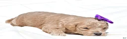 Mini Goldendoodle dogs for sale: Natasha - Ad 4