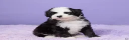 Mini Sheepadoodle dogs for sale: Stevie - Ad 3