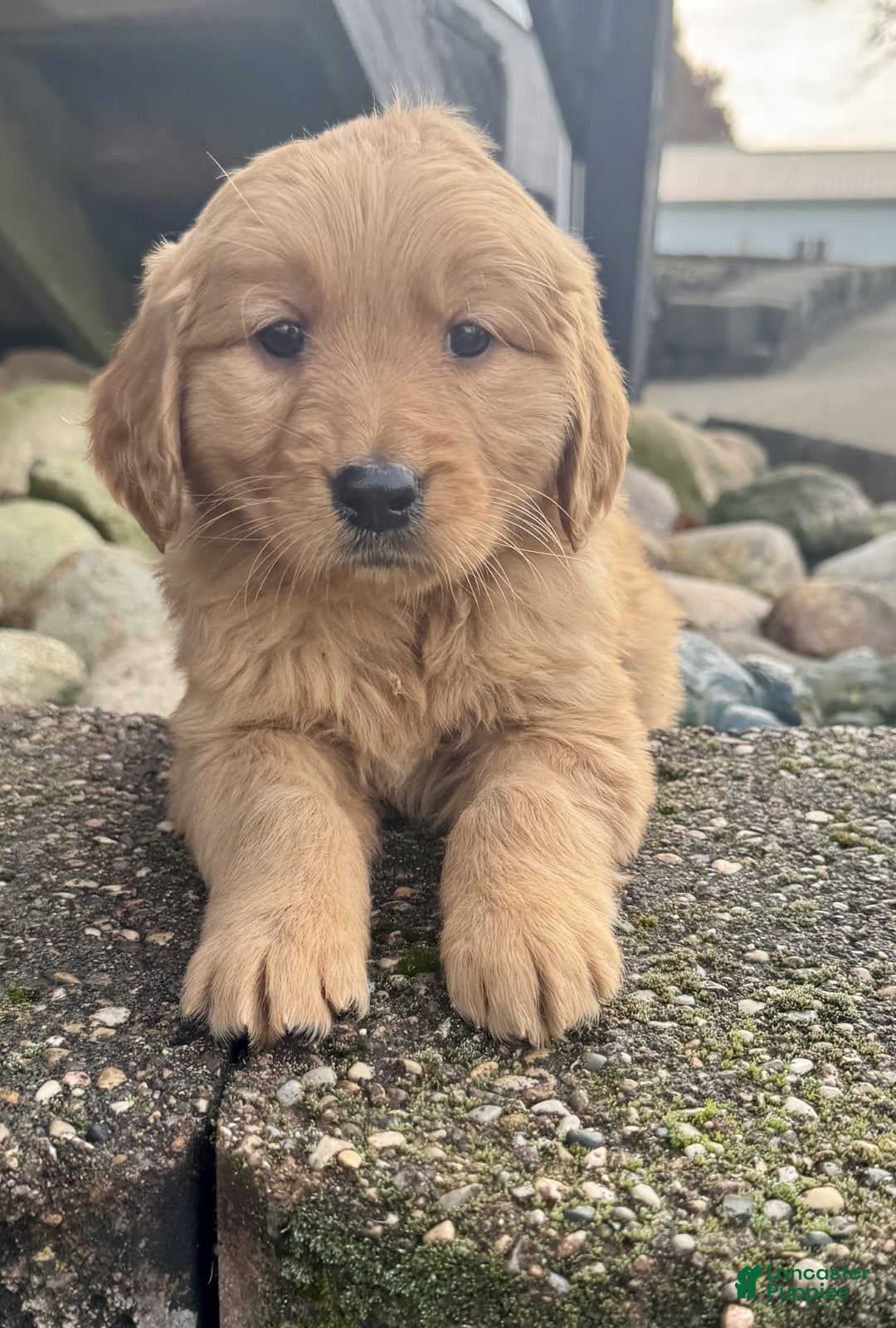 Golden Retriever dogs for sale: Poppy - Ad 8