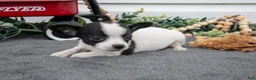 Chihuahua dogs for sale: Alina - Ad 1