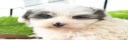 Maltipoo dogs for sale: Izzy - Ad 4