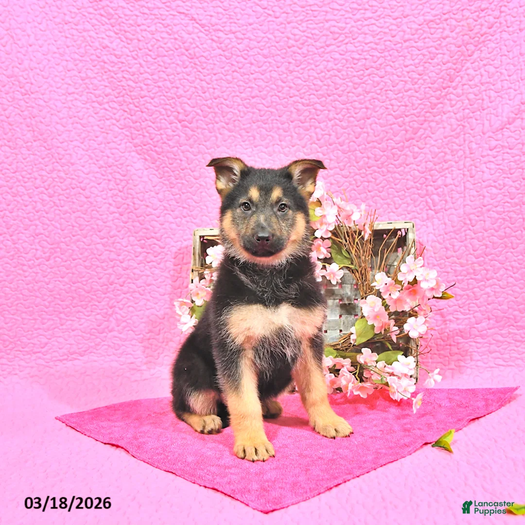 German Shepherd dogs for sale: Suella - Ad 1