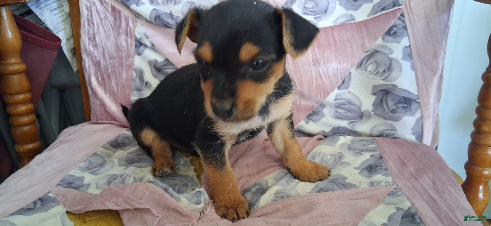 Mixed Breed dogs Mixed Breed Puppy 3 - Ad 36