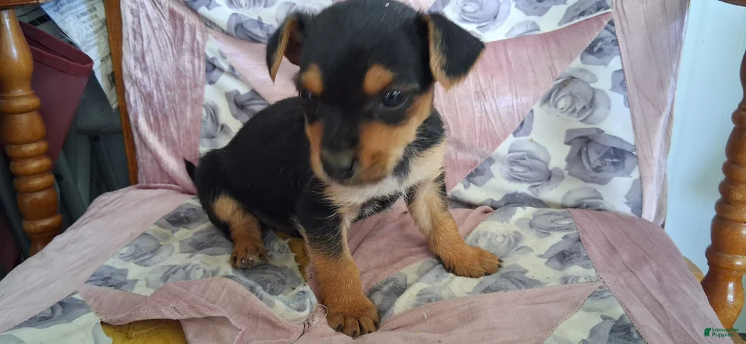 Mixed Breed dogs for sale: Mixed Breed Puppy 3 - Ad 1