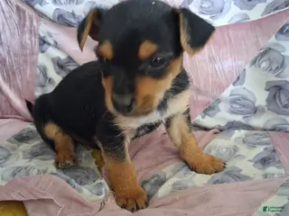 Mixed Breed dogs Mixed Breed Puppy 3 - Ad 36