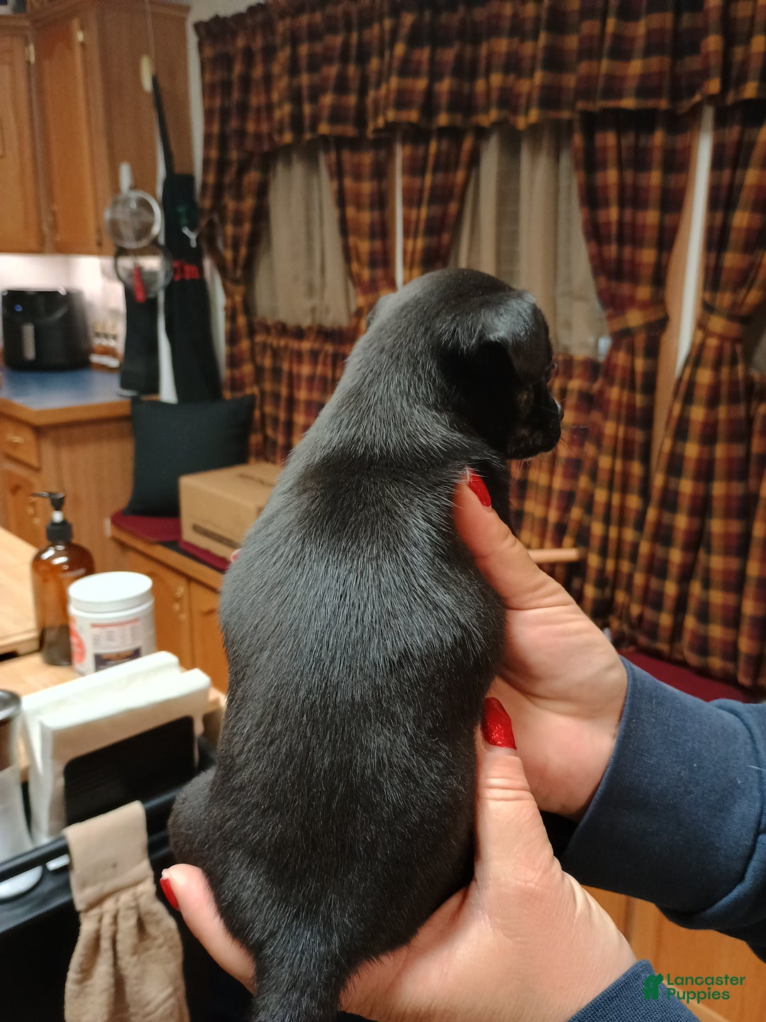 Chihuahua dogs for sale: Sable - Ad 6
