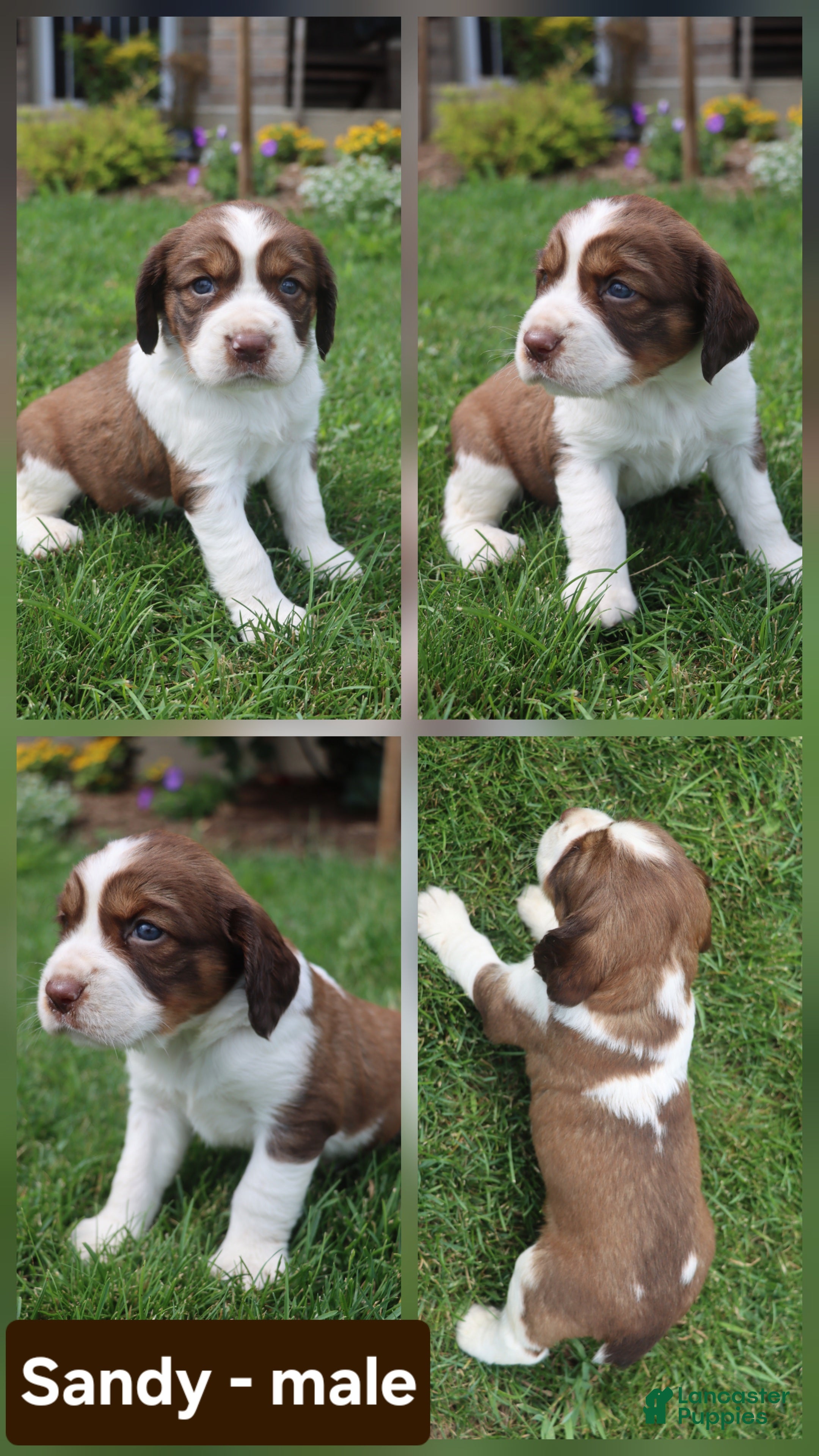 English Springer Spaniel dogs Sandy - Ad 29