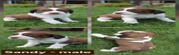 English Springer Spaniel dogs for sale: Sandy - Ad 1