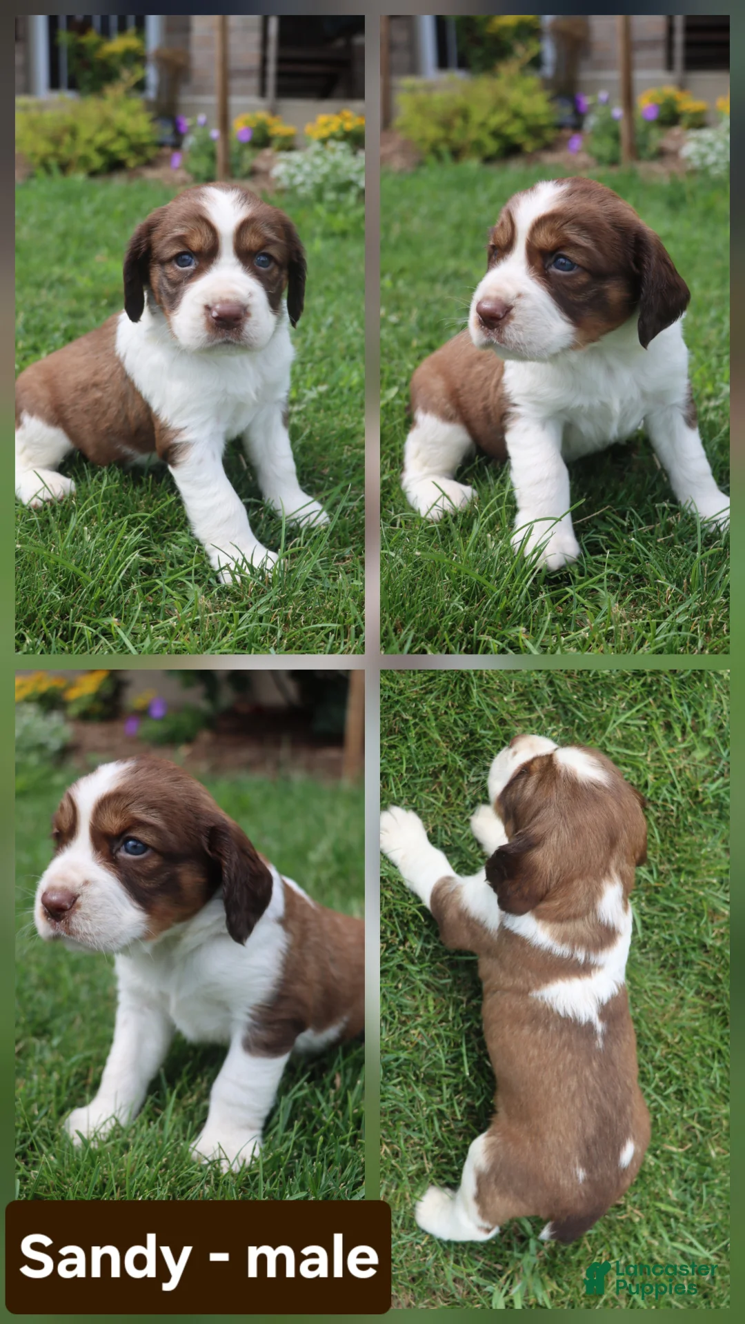English Springer Spaniel dogs for sale: Sandy - Ad 1