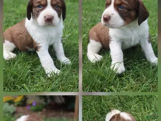 English Springer Spaniel dogs Sandy - Ad 29