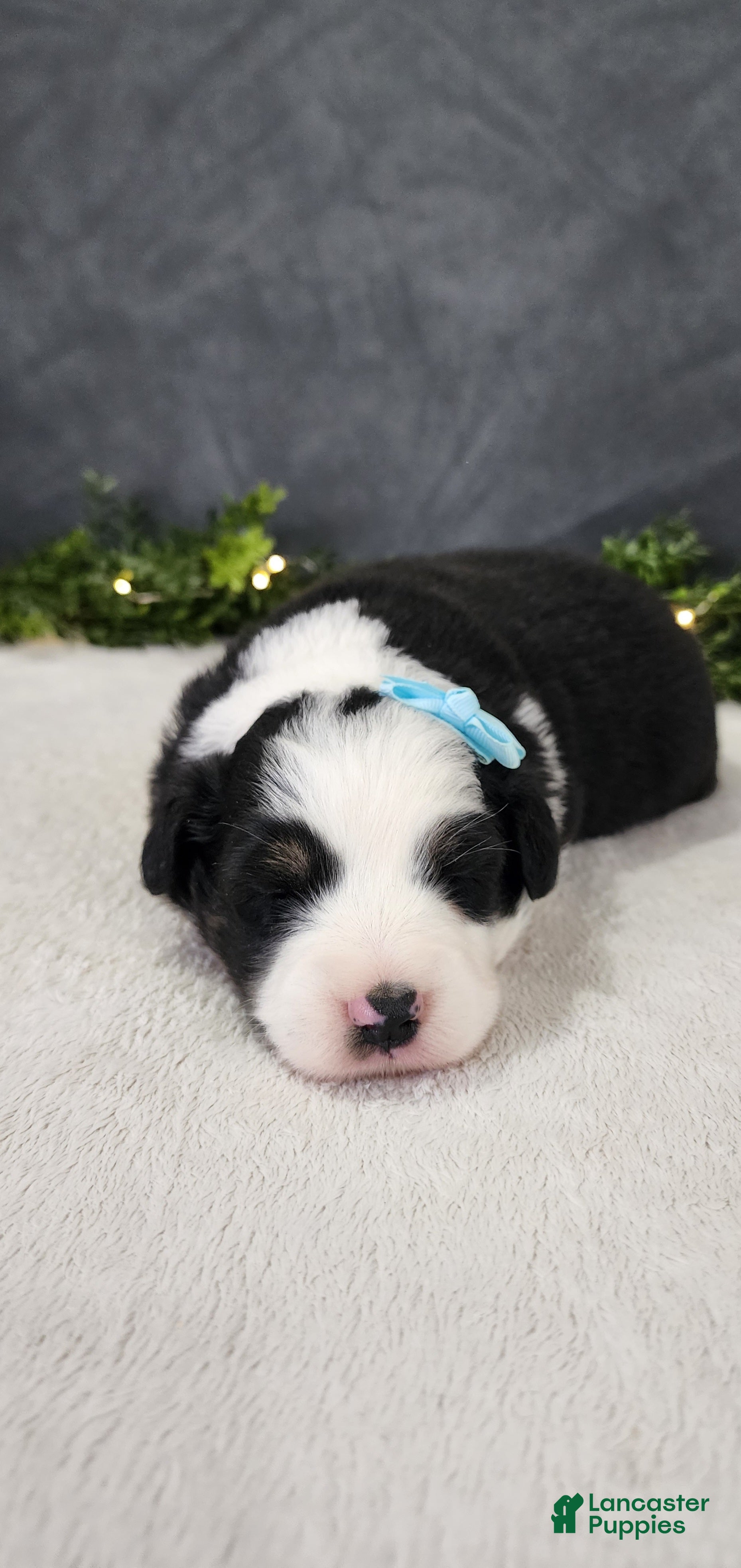 Miniature Australian Shepherd dogs Oliver  - Ad 1