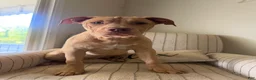 American Bully dogs for sale: Nala - Ad 6