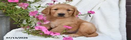Golden Retriever dogs for sale: Crystal - Ad 4