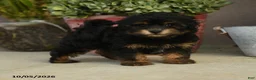 Havapoo dogs for sale: Alvin - Ad 5