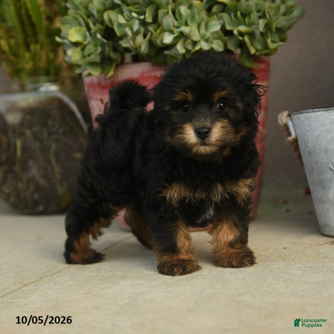 Havapoo dogs for sale: Alvin - Ad 5