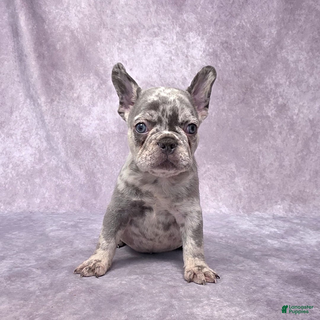 merle french boston frenchie puppies for sale
