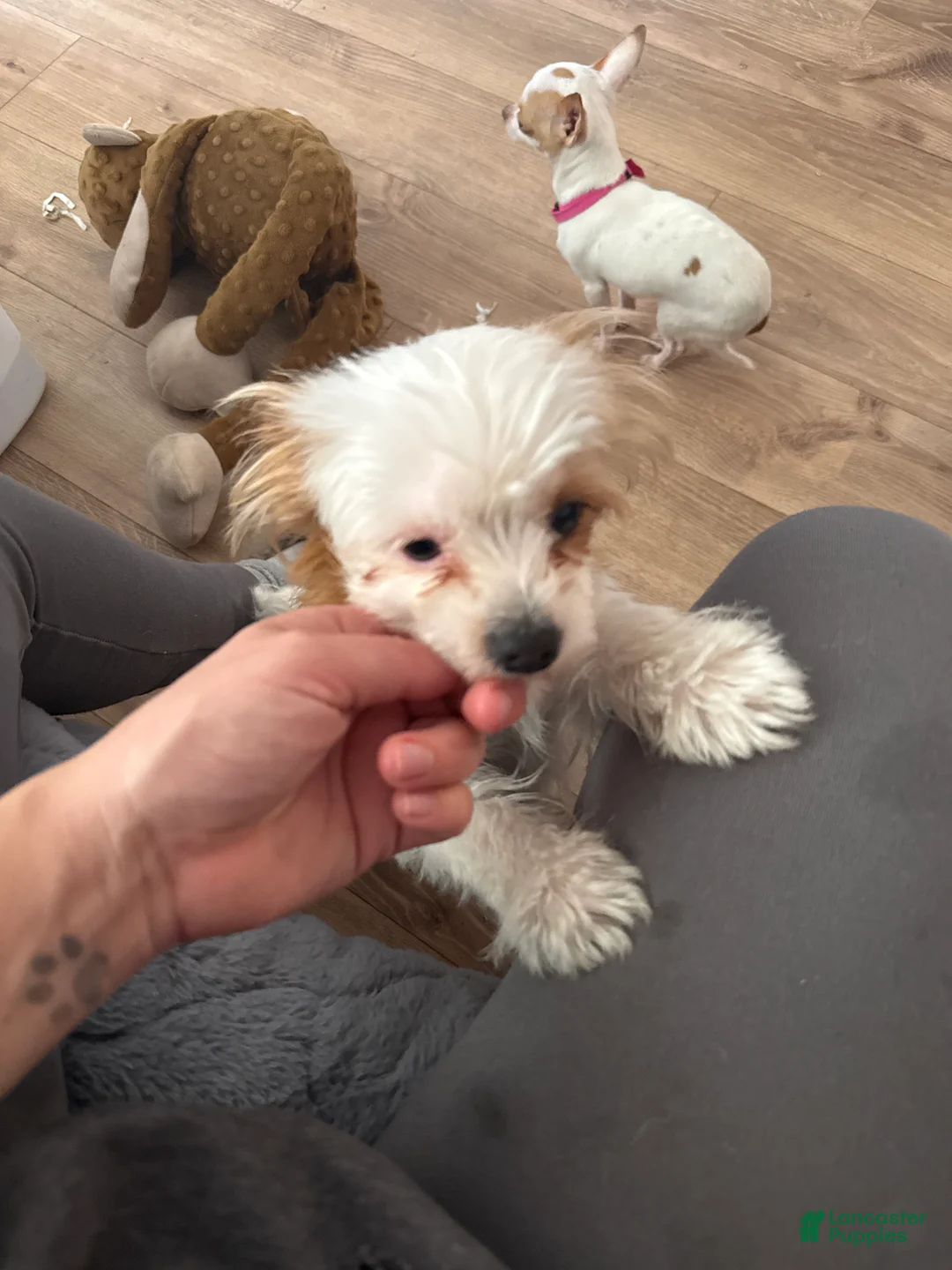 Mixed Breed dogs for sale: Daisy Yorkie - Ad 1