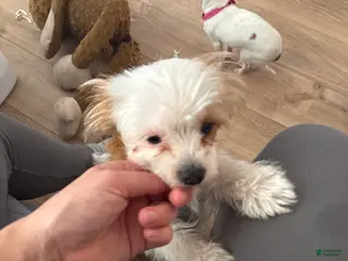 Mixed Breed dogs Daisy Yorkie - Ad 24