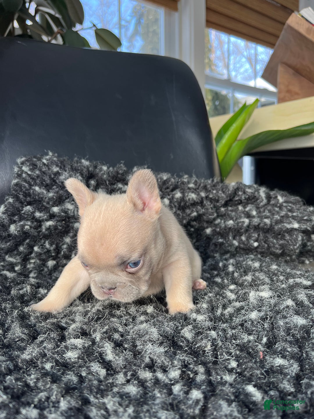 French Bulldog dogs for sale: Max - Ad 5
