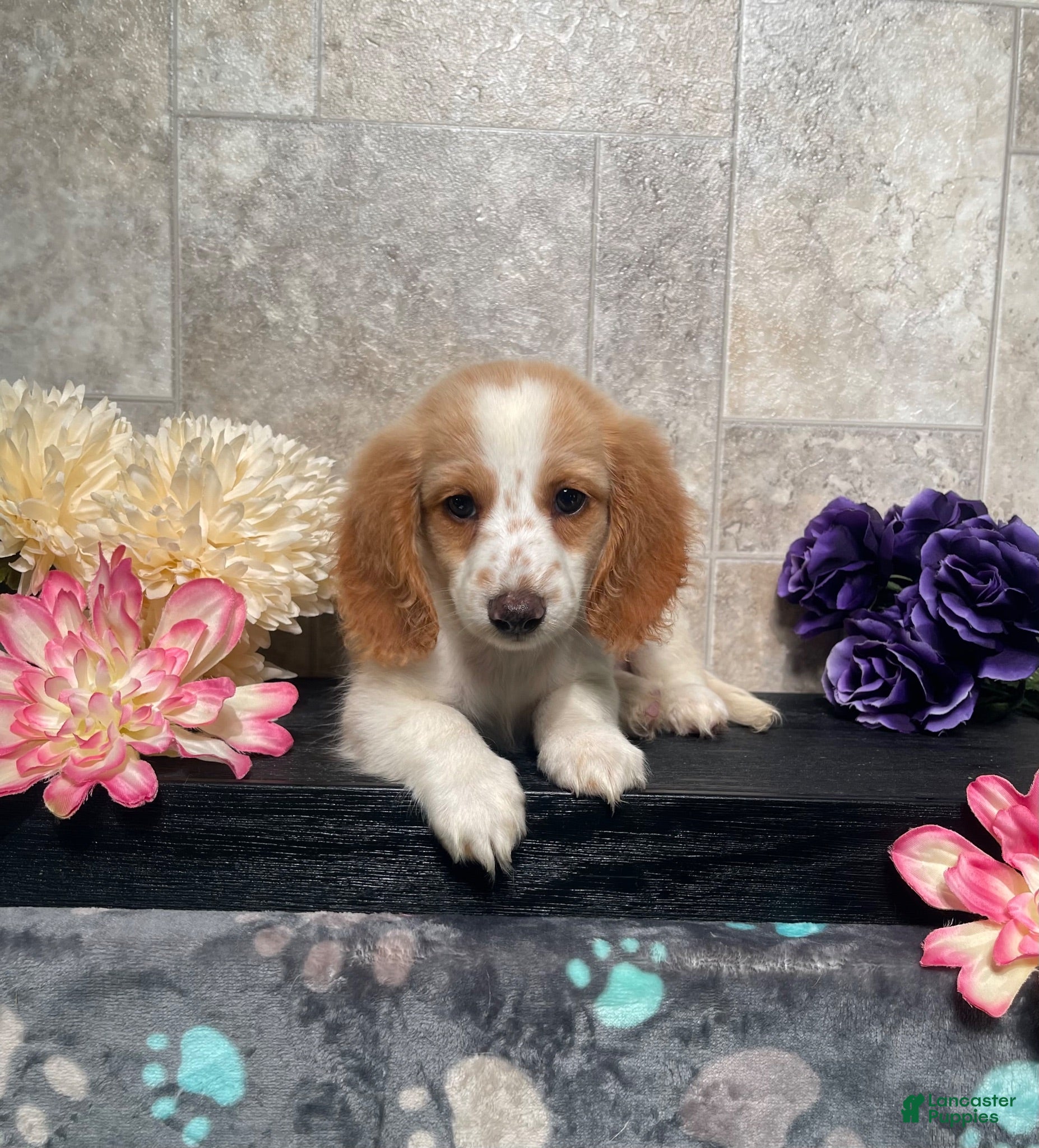 Miniature Dachshund dogs Skipper - Ad 1
