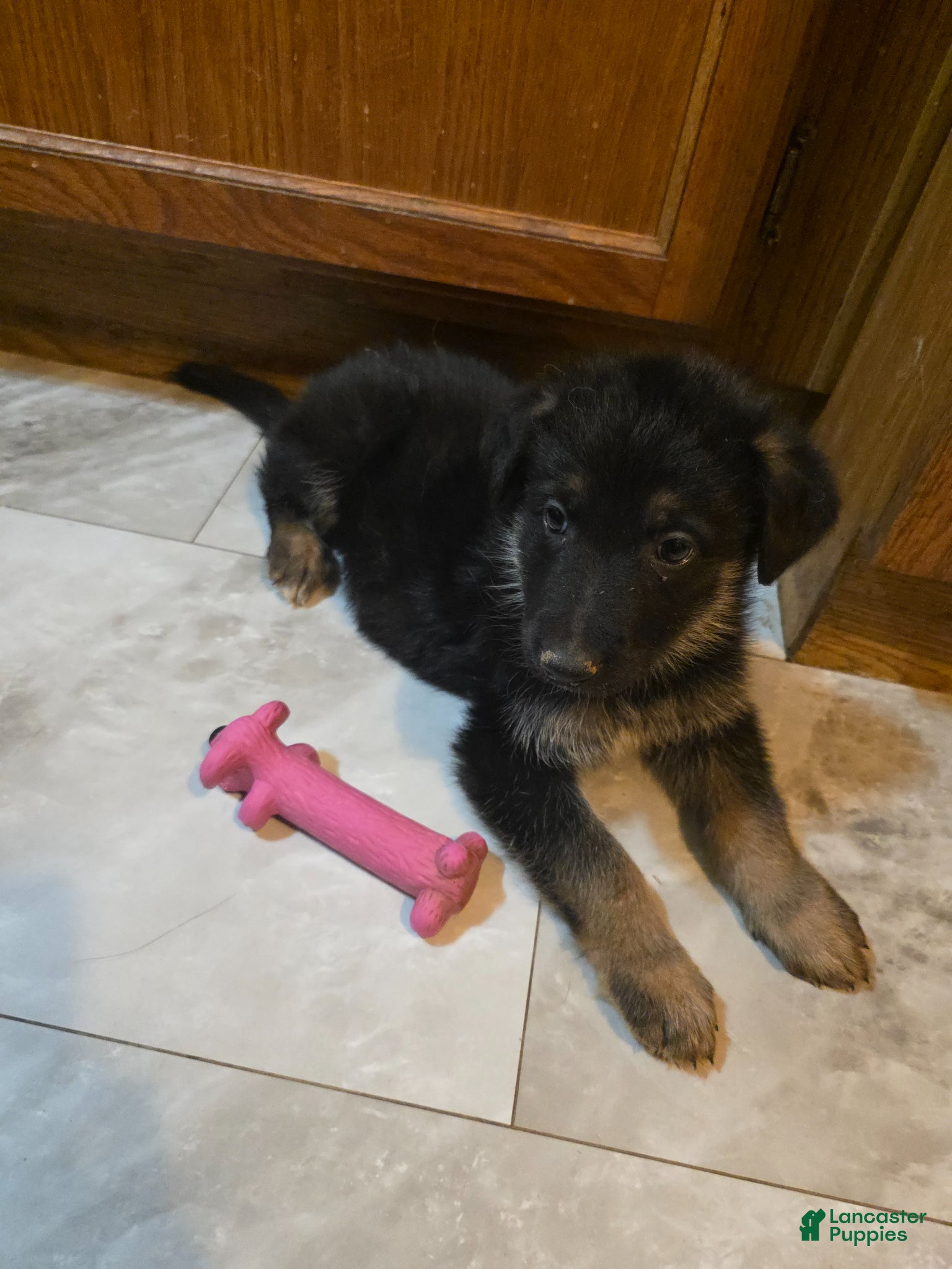 Golden Shepherd dogs for sale: Golden Shepherd Puppy 7 - Ad 3